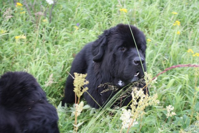 Фото: ньюфаундленд Бегущая по Волнам Зеро Коол