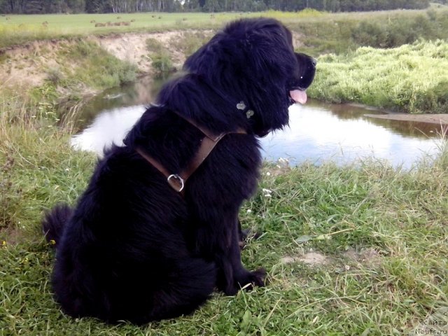 Фото: ньюфаундленд Улувату Деви Дан