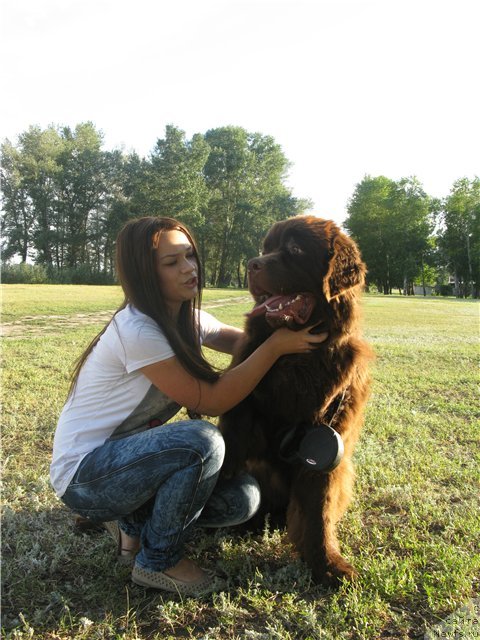 Фото: ньюфаундленд Фактурный Фрукт с Берега Дона (Fakturnyi Frukt s Berega Dona)