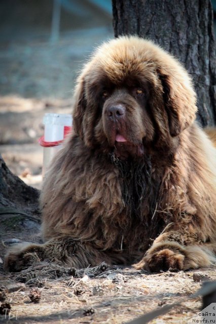 Фото: ньюфаундленд Командор из Медвежьего Яра
