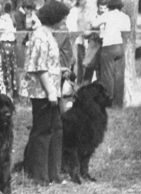 Фото: ньюфаундленд О'Лейзи Чеп