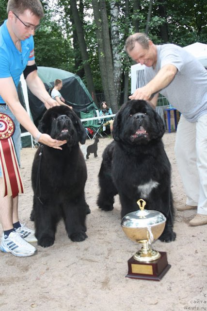 Фото: ньюфаундленд Skippers Open Arms, ньюфаундленд Плюшевая Панда Алекс Шоу (Plushevaya Panda Alex Show)