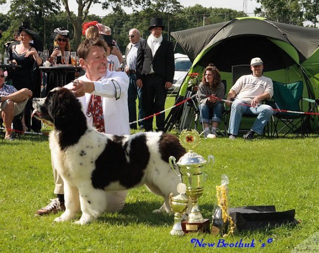 Фото: наш брат  Pitt - Christalmar Newfy Xmas Prince Bavarian Teddy out of Diamamond Girl Best Friend de l'Iliade et l'Odyssee X Pomm Teddy Abrax Parming