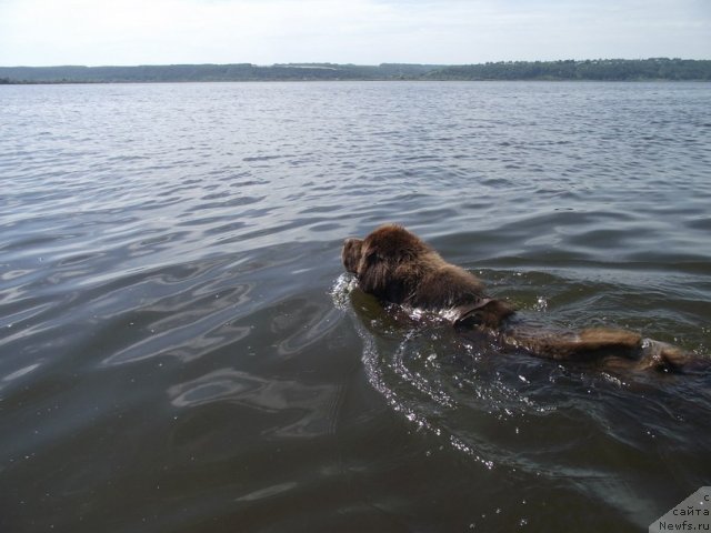 Фото: ньюфаундленд Черный Шарм Ангельская Красота (Chernyi Sharm Angel'skaya Krasota)