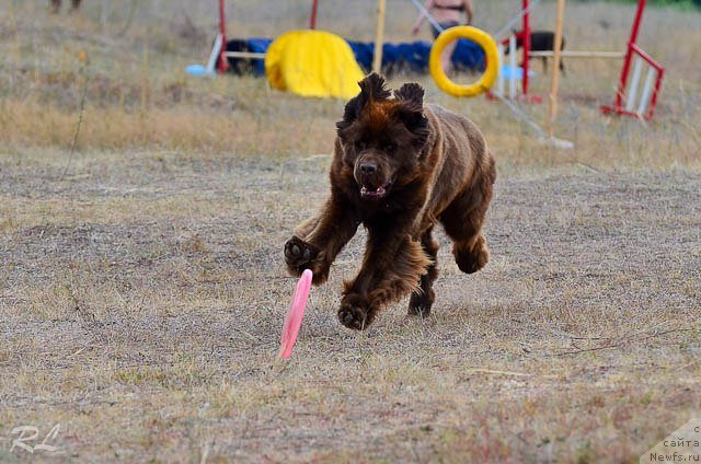 Фото: ньюфаундленд Черный Шарм Ангельская Красота (Chernyi Sharm Angel'skaya Krasota)