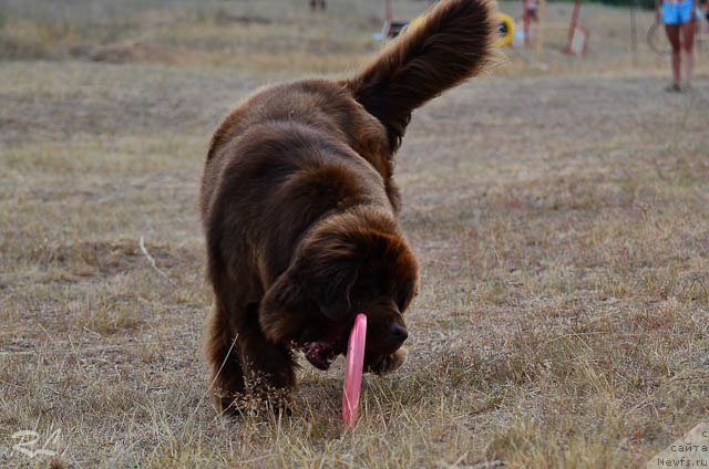 Фото: ньюфаундленд Черный Шарм Ангельская Красота (Chernyi Sharm Angel'skaya Krasota)