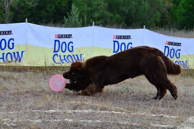 Фото: ньюфаундленд Черный Шарм Ангельская Красота (Chernyi Sharm Angel'skaya Krasota)