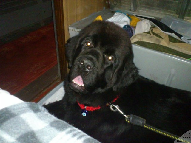 Фотография № 102266