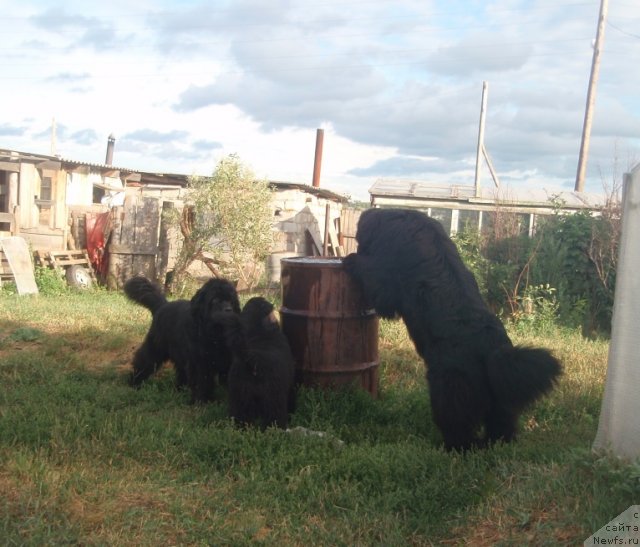 Фото: ньюфаундленд Ньюфорт Магия Любви, ньюфаундленд Ньюфорт Уитни Традиция Легенды, ньюфаундленд Фелиция