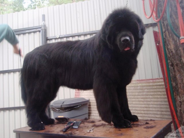 Фото: ньюфаундленд Капитан Ньюфорт