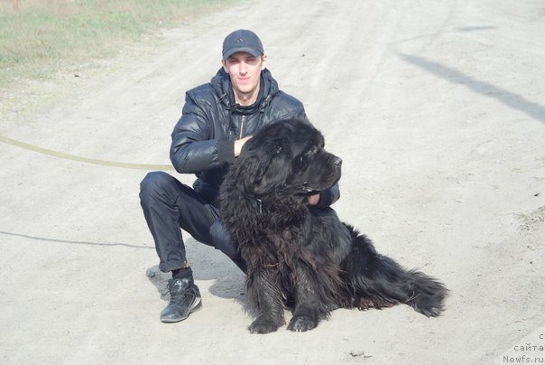Фото: ньюфаундленд Фрегат от Сибирского Медведя, Андрюшка