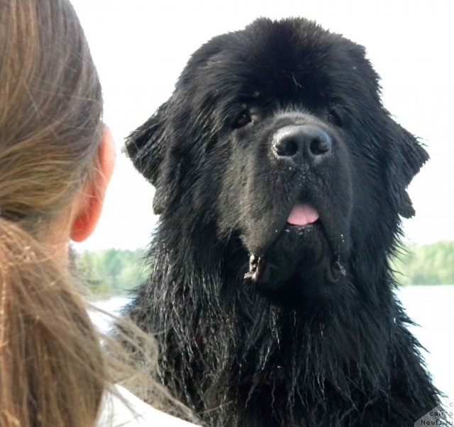 Фото: ньюфаундленд Акватория Келвин Кадриль (Aquatoriya Kelvin Kadril)