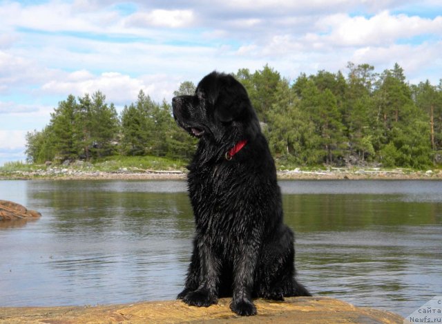 Фото: ньюфаундленд Акватория Келвин Кадриль (Aquatoriya Kelvin Kadril)