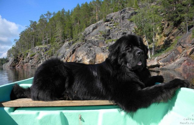 Фото: ньюфаундленд Акватория Келвин Кадриль (Aquatoriya Kelvin Kadril)