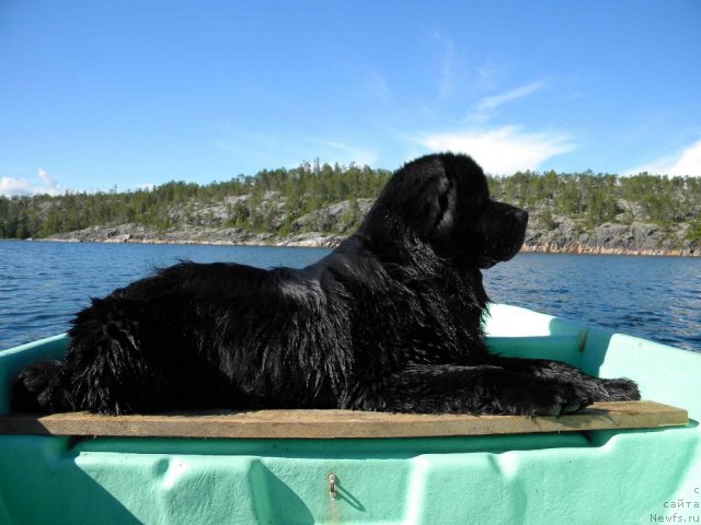 Фото: ньюфаундленд Акватория Келвин Кадриль (Aquatoriya Kelvin Kadril)