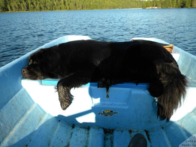 Фото: ньюфаундленд Акватория Келвин Кадриль (Aquatoriya Kelvin Kadril)