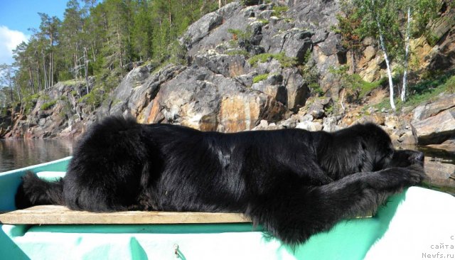 Фото: ньюфаундленд Акватория Келвин Кадриль (Aquatoriya Kelvin Kadril)