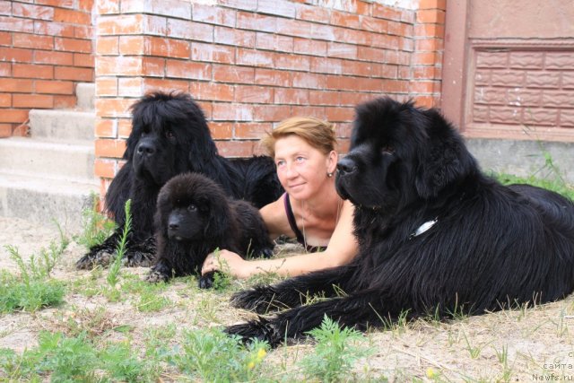 Фото: ньюфаундленд Золотой Талисман Кара Дениз (Zolotoy Talisman Kara Deniz), Ром Кубинский Кара Дениз, Елена Иванова, Кипр Кара Дениз