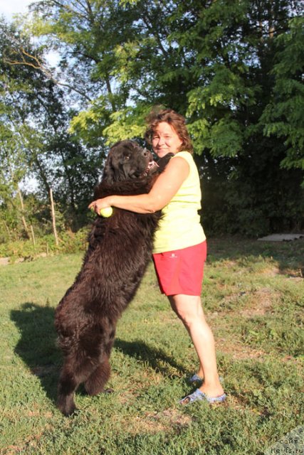 Фото: ньюфаундленд Звездный Дар Афина для Берега Дона (Zvezdnij Dar Afina dlja Berega Dona)