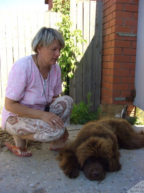 Фото: ньюфаундленд Бархатка Роскошная, Светлана Пермякова