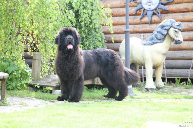 Фото: ньюфаундленд Сент Джонс Хендсел фо Ми (Sent Djons Handsel for Me)