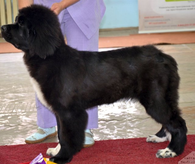 Фотография № 102318