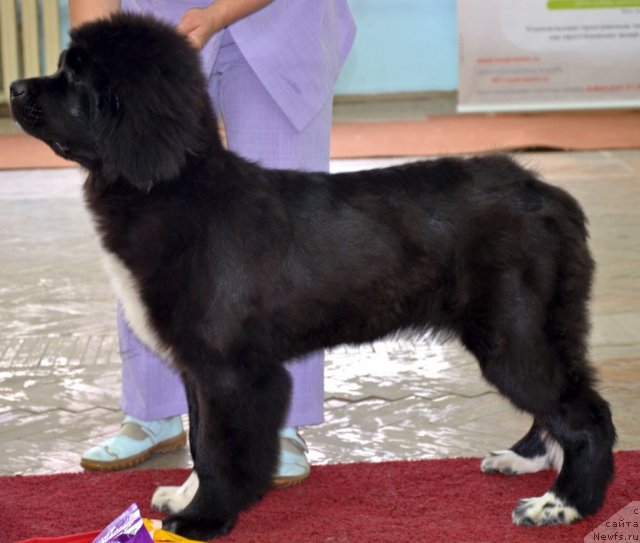 Фотография № 102320