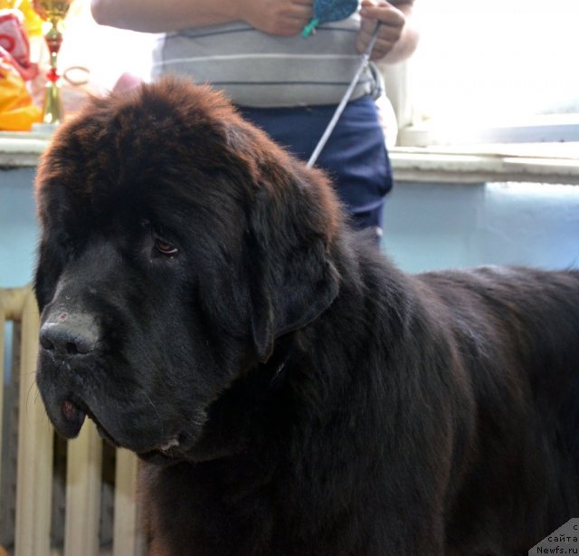 Фото: ньюфаундленд Бегущая по Волнам Зиллион (Beguschaya po Volnam Zillion)