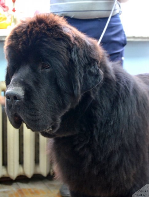 Фото: ньюфаундленд Бегущая по Волнам Зиллион (Beguschaya po Volnam Zillion)