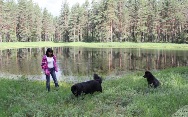 Фото: ньюфаундленд Дар Свезы Юника Сагитта (Dar Svezy Unika Sagitta), Ирина Бубнова