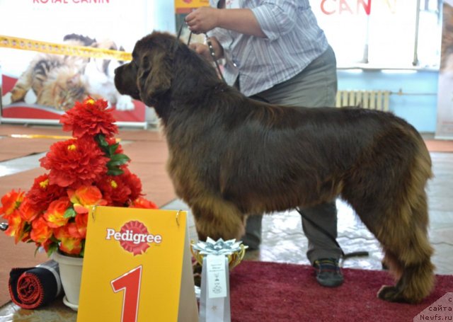 Фотография № 102345