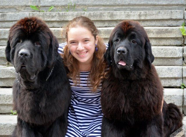 Фото: ньюфаундленд Бегущая по Волнам Зиллион (Beguschaya po Volnam Zillion), Бражникова Алина, ньюфаундленд Виолетт Грэйс Оф Энджел