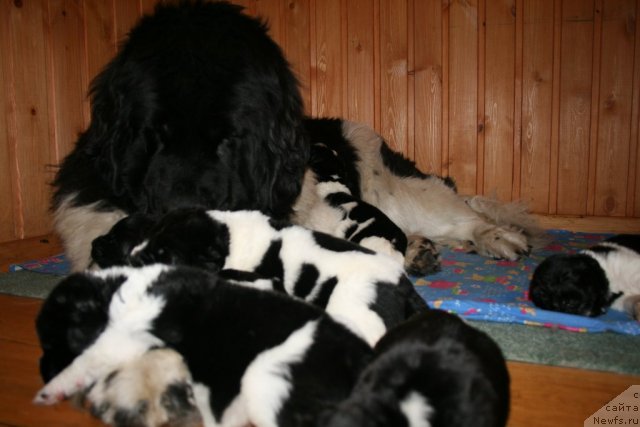 Фото: ньюфаундленд Фиаметтахауз Мартини Бьянка (Fiamettahauz Martini Bianka), щенки.