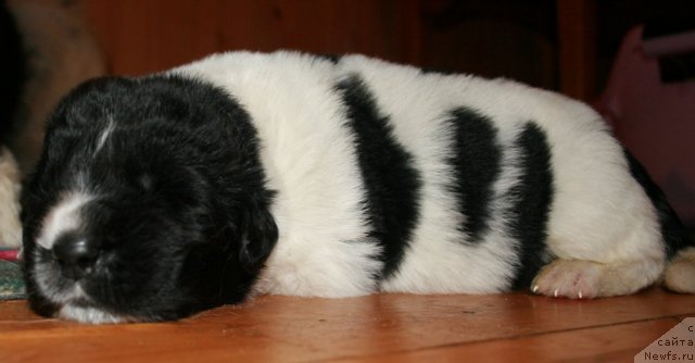 Фото: ньюфаундленд Фиаметтахауз Персей