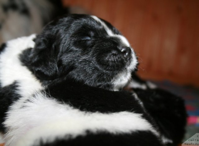 Фото: ньюфаундленд Фиаметтахауз Претти Дрим