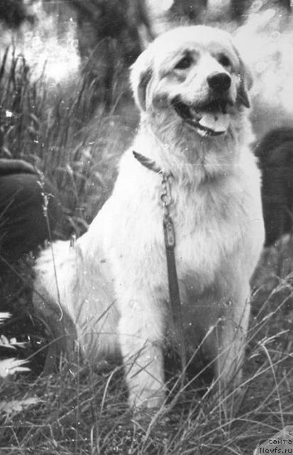 Фото: ньюфаундленд Тегри Алла