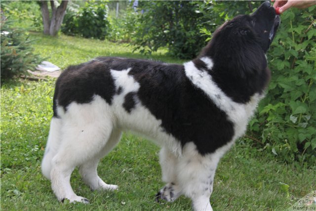 Фото: ньюфаундленд Черный Шарм Веллингтон