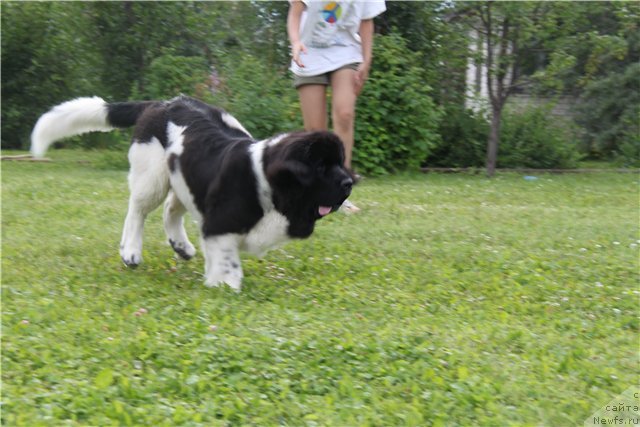 Фото: ньюфаундленд Черный Шарм Веллингтон