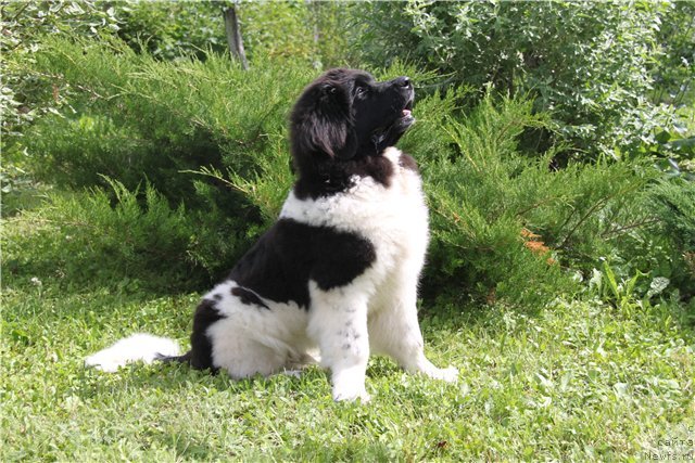 Фотография № 102431