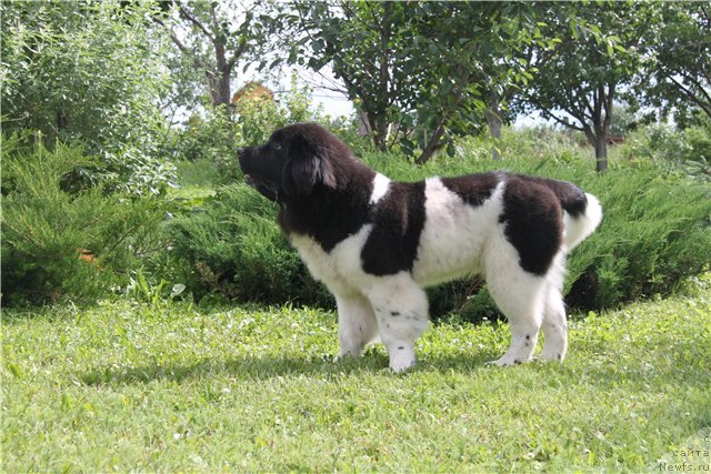 Фото: ньюфаундленд Черный Шарм Веллингтон