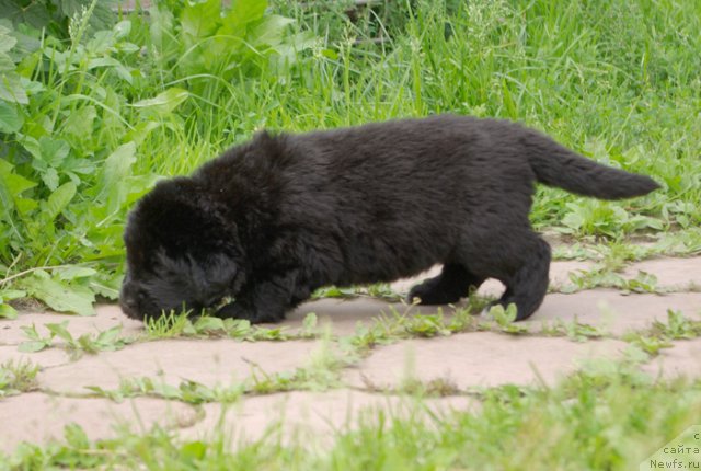 Фото: ньюфаундленд Бегущая по Волнам Харизма (Beguschaya po Volnam Harizma)
