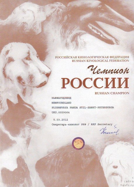 Фото: ньюфаундленд Плюшевая Панда Стиль-Санкт-Петербурга