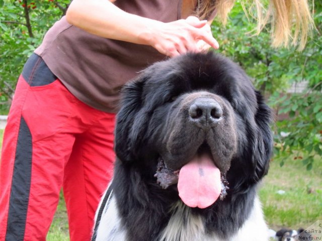 Фото: ньюфаундленд Плюшевая Панда Стиль-Санкт-Петербурга