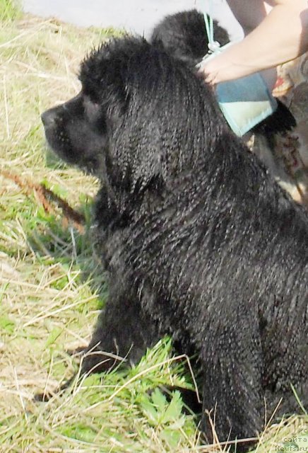 Фото: ньюфаундленд Бегущая по Волнам Царица Савская