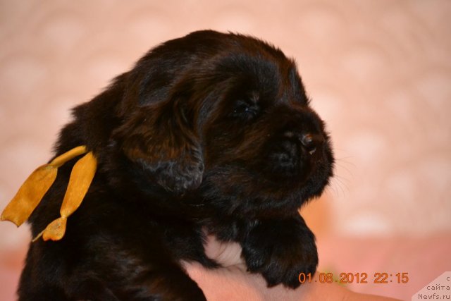 Фото: ньюфаундленд Нефертити Красавица Грядет