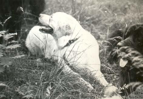 Фото: ньюфаундленд Тегри Алла