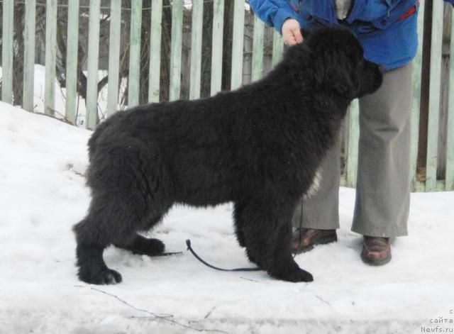 Фото: ньюфаундленд Сент Джонс Нирвана