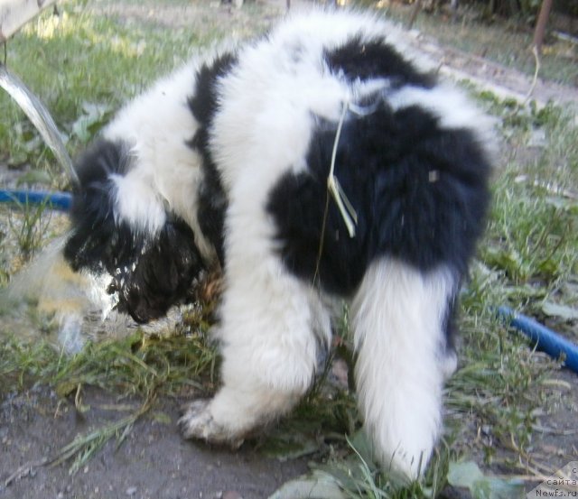 Фото: ньюфаундленд Crystal Was Born Under Aqua Pearl