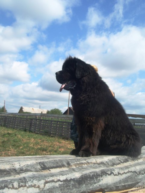 Фотография № 102530