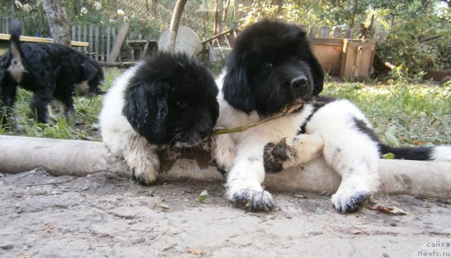 Фото: ньюфаундленд Crystal Was Born Under Aqua Pearl, ньюфаундленд California Charming Flirt Aqua Pearl